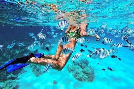 Tour con delfines en la isla de Mnemba en la isla de Mnemba en Zanzíbar