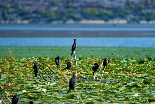 Excursion en bateau dans la nature sauvage du lac de Skadar