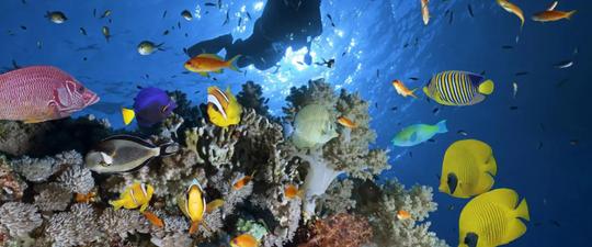 Diving + White Island trip VIP Yacht in Sharm El Sheikh 