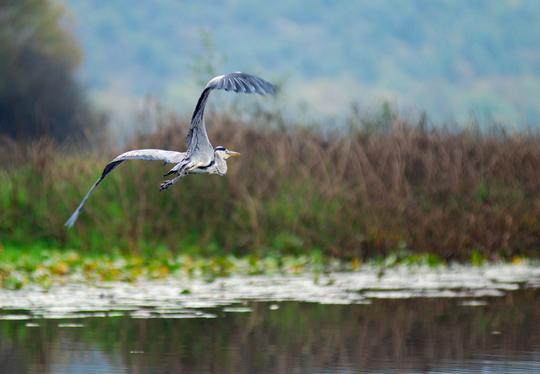 Visite du lac de Skadar : explorez le parc national du Monténégro