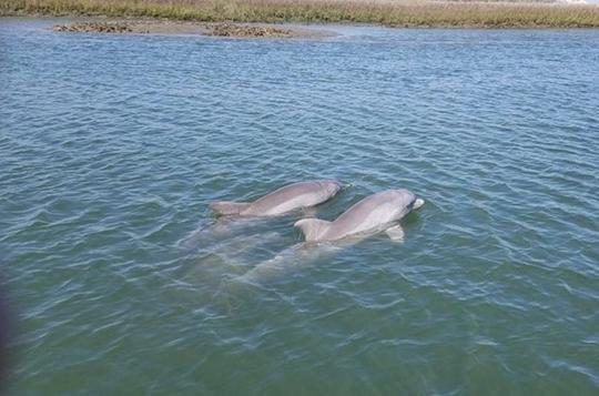 Recorrido de 2 horas en barco con delfines por Charleston