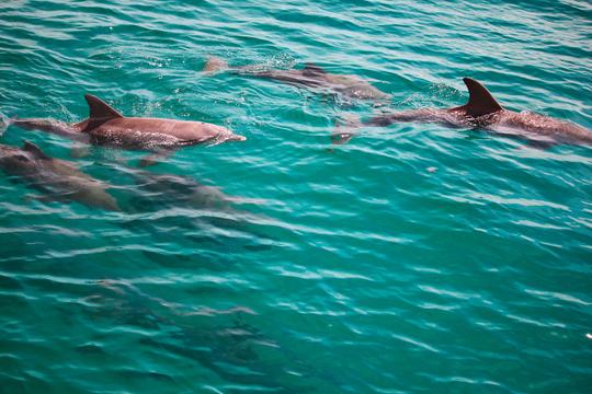 Emerald Coast Dolphin & Snorkel Tour