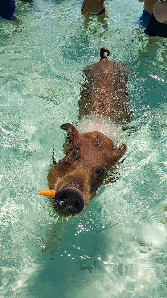 Porcos, tartarugas, dia de mergulho na praia