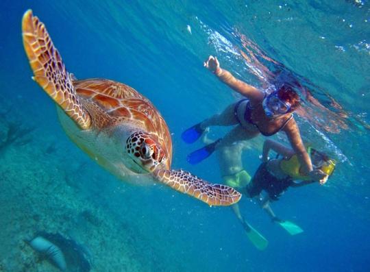 Luxury Private Tours, Rose island, Pigs, Turtles and so much more!!