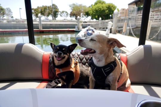 Naviguez dans le port historique de Marina del Rey à bord d'un nouveau bateau électrique !