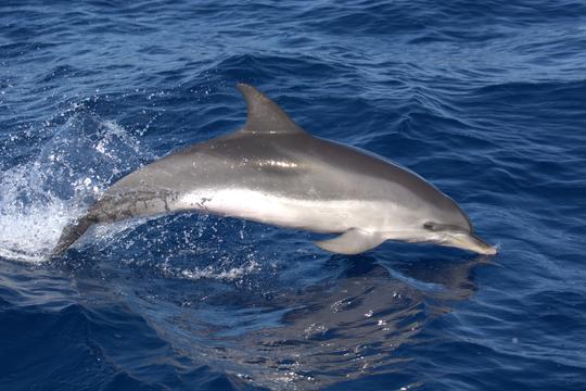 カナリア諸島、コラレホでの4時間のドルフィンサファリツアー