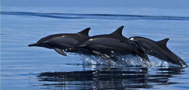 Observation des dauphins à Trincomalee