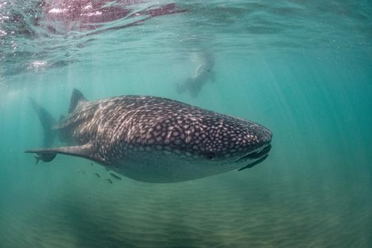 Swim With The Whale Sharks Trip in La Paz