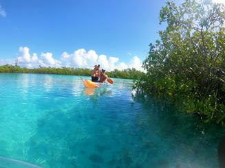 Excursión ecológica de 2 horas a Clear Kayak Mangrove Cay