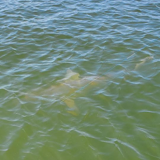 Tours de observación de delfines y recorridos ecológicos en el puerto de Charleston 