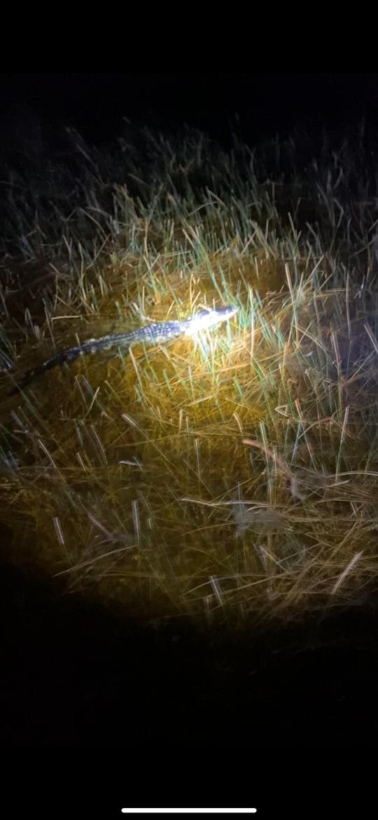 Gator Nights Eco Tour at night watching gators 