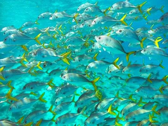 Mergulho com snorkel em Holchan e Shark Ray Alley em Ambergris Caye