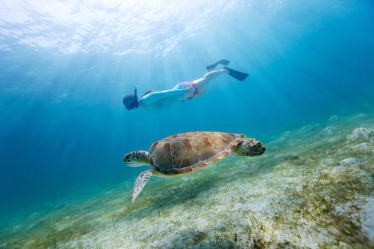 Emerald Coast Dolphin & Snorkel Tour