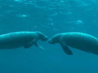 Half Day Manatee Snorkel Tour in San Pedro Belize