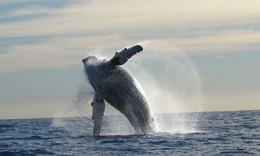 Encuentro de vida silvestre en barco compartido en San José del Cabo