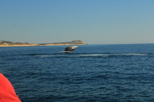 Avistamiento de ballenas en San José del Cabo 