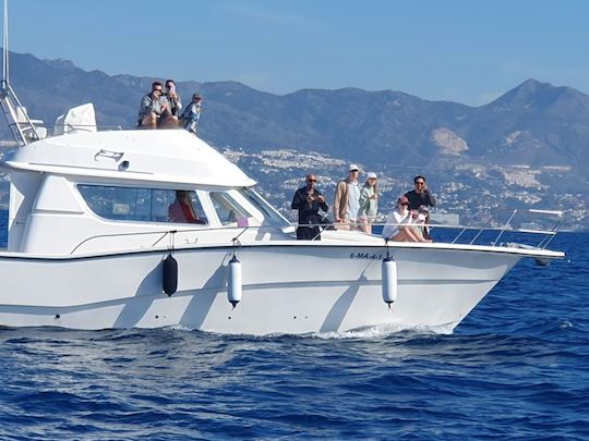 Dolphin watching on a yacht with snacks and drinks 