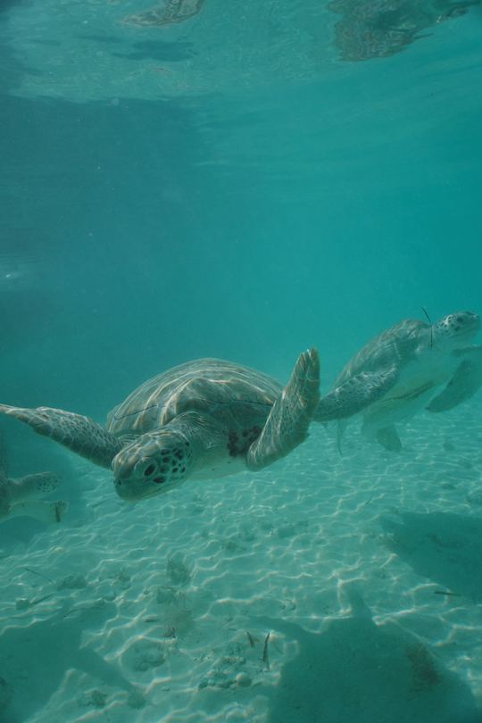 Harbour Island and Eleuthera Excursion 