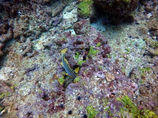 Mergulho com snorkel em Hikkaduwa, Sri Lanka