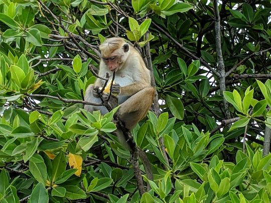 Lagoon Tour to Monkey Island, Negombo, Sri Lanka