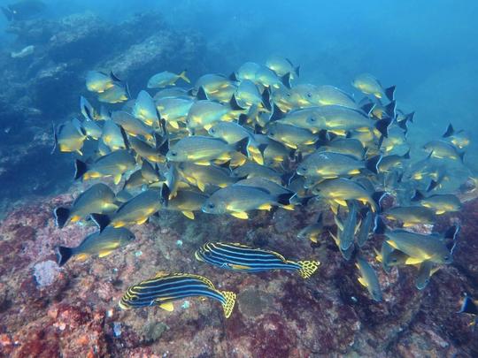 Plongée en apnée à Trincomalee, Sri Lanka