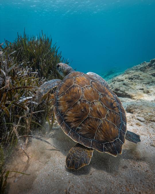 Turtle Safari Tour with snorkeling equipment