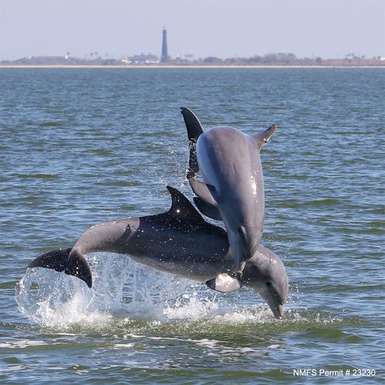 Visite guidée des dauphins au coucher du soleil à Melbourne, en Floride