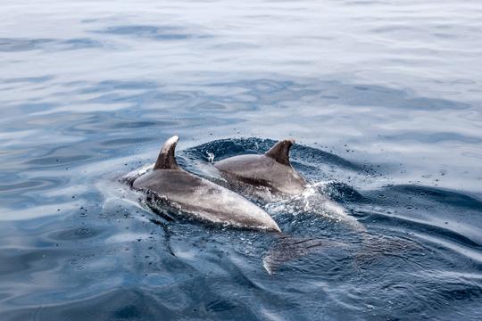 Excursiones de avistamiento de delfines en Benalmádena