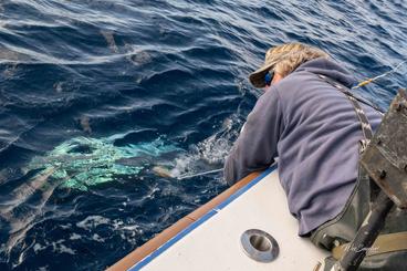 53' Viking Sportfishing desde Wanchese, Carolina del Norte