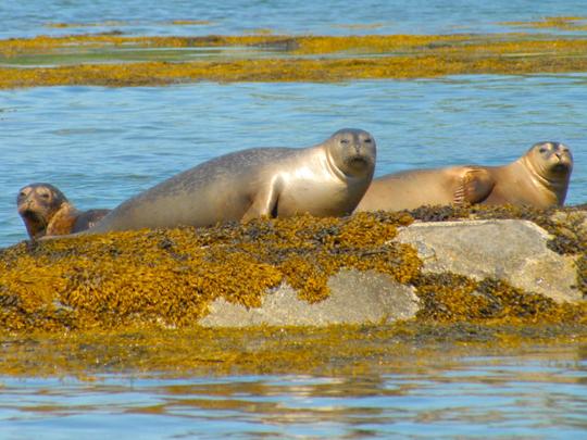 Découvrez la rivière Damariscotta où 80 % des huîtres du Maine sont cultivées