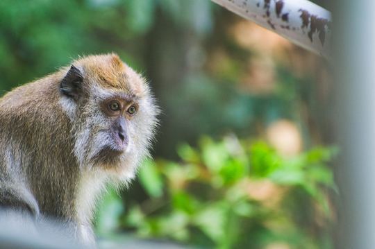 Lagoon Tour to Monkey Island, Negombo, Sri Lanka