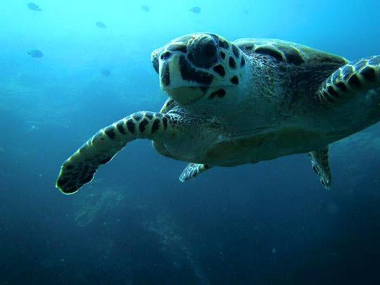 Experiencia exclusiva de navegación: observación de delfines y mejora del buceo