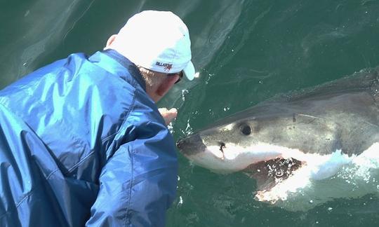 Passeios pelo Great White Shark