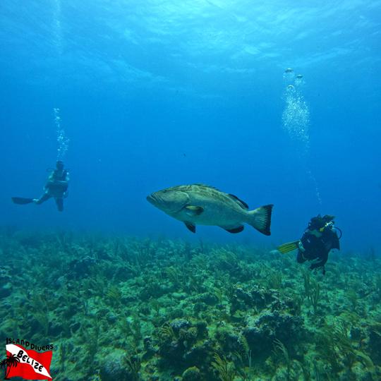 Scuba Diving at the Great Barrier Reef