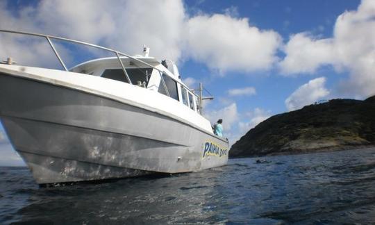 Excursions de plongée sous-marine à Paihia