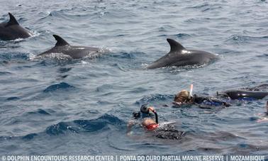 Location de bateau Dolphin Encounter au Mozambique, Ponta do Ouro