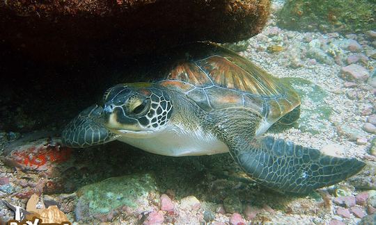 Scuba Diving on Trawler Boat in Rio de Janeiro, Brazil