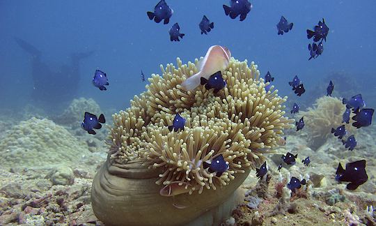 Snorkeling et plongée sous-marine à Nha Trang, Vietnam