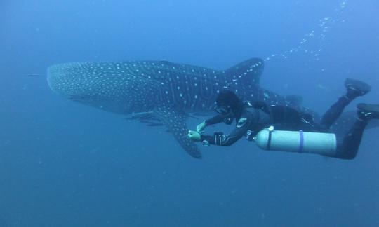 Plongées amusantes au départ de Koh Tao