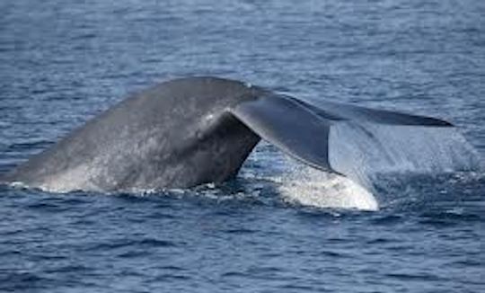 Tour de observación de ballenas en Mirissa, Sri Lanka