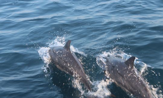 Tour de observación de ballenas en Mirissa, Sri Lanka