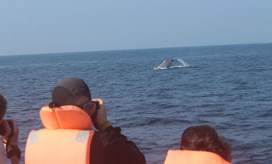 Tour de observación de ballenas en Mirissa, Sri Lanka