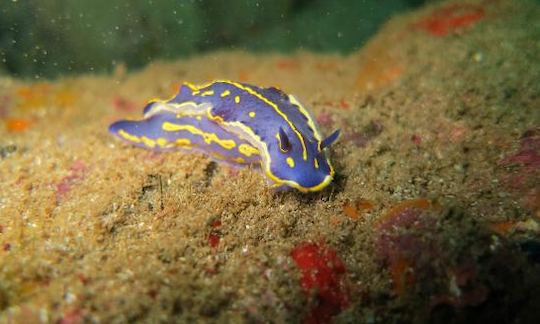 Diving in San José, Spain