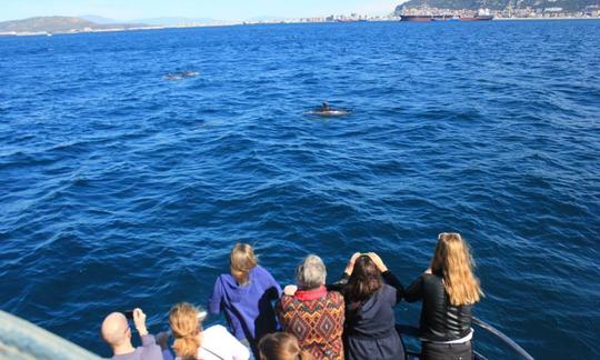 Barco de safári com golfinhos de 39 pés em Gibraltar