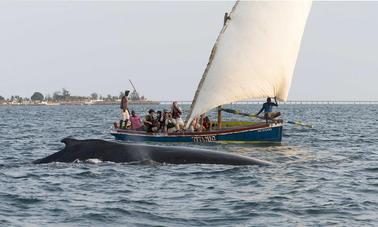 Excursions d'observation des baleines à Ilha de Moçambique