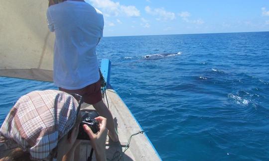 Excursions d'observation des baleines à Ilha de Moçambique