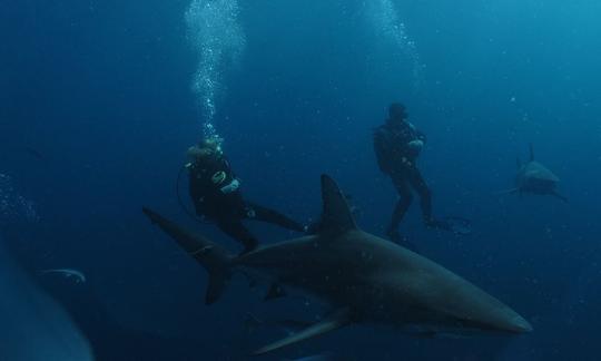 Alquiler de buceo a Aliwal Shoal