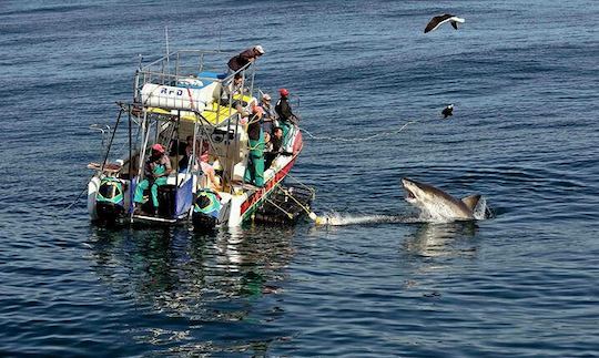 Bote de buceo con tiburones de 36 pies en Gansbaai