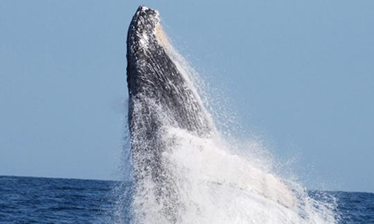 Fantastic Whale Watching Tour in Peruvian Ocean