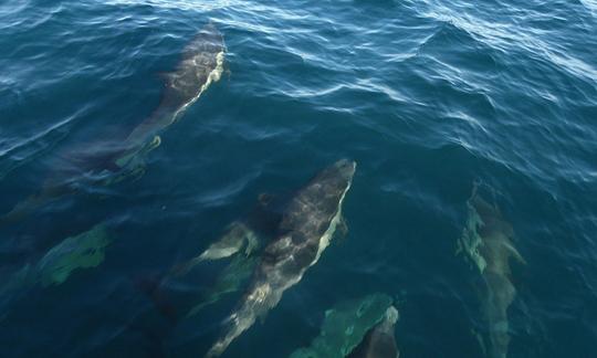 Tour de observación de ballenas y observación de aves pelágicas en Órganos, Perú